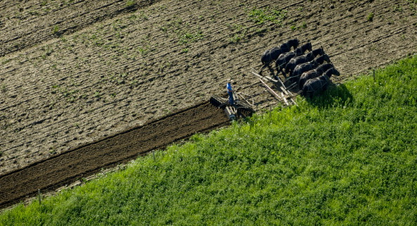 Amish Farmer Tends His Land In New Wilmington, Pennsylvania